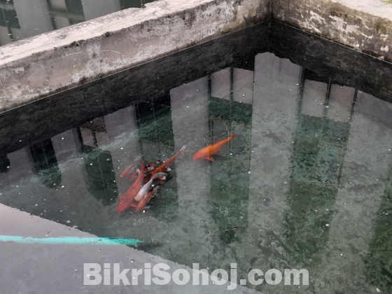 Big Size Coloring Fish/একুরিয়াম ফিশ